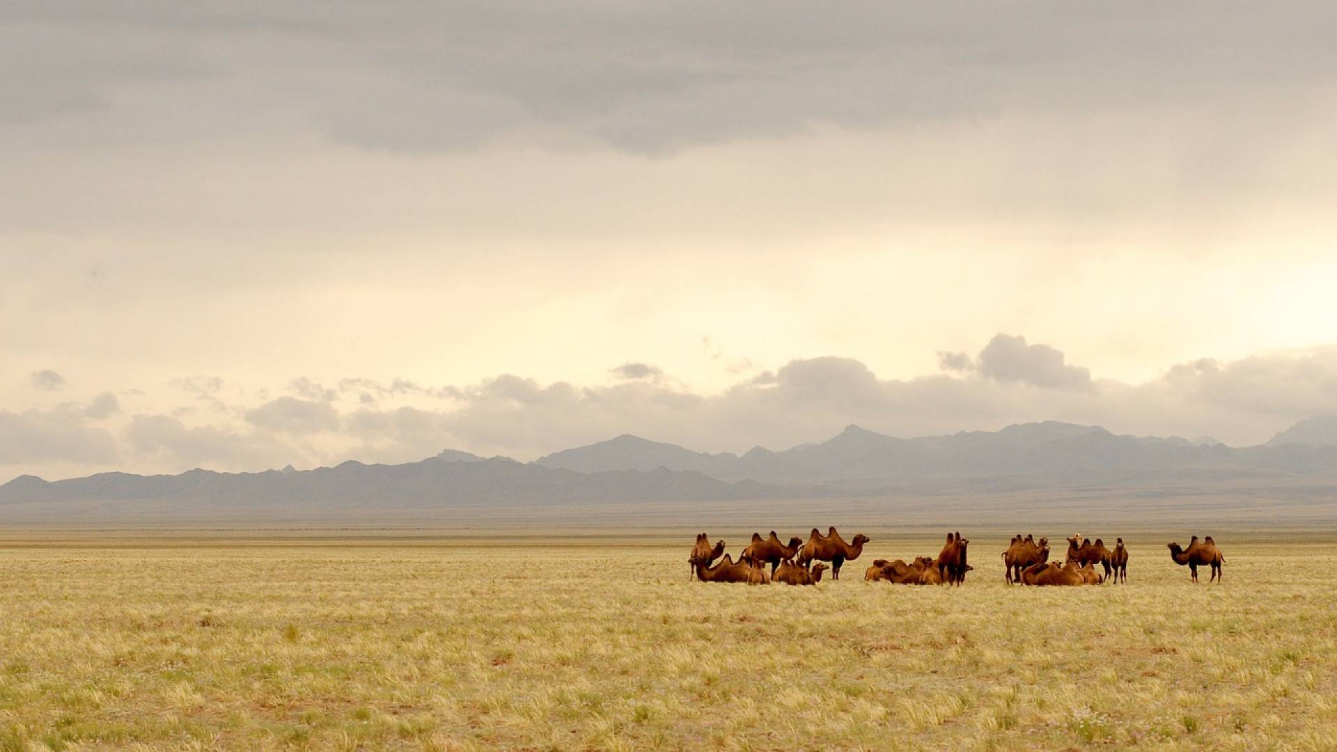 Les steppes mongoles, où le rêve rejoint la réalité