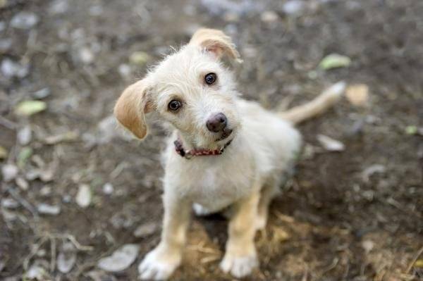 Anxiété de séparation chez les chiens |.